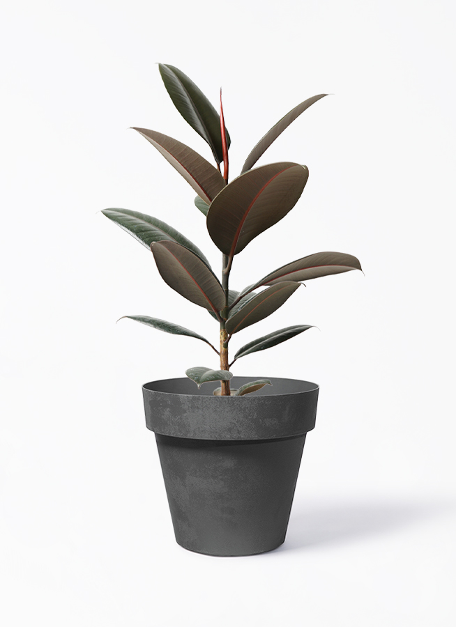 観葉植物 フィカス バーガンディ 5号 ノーマル ベラ ピンクパープル