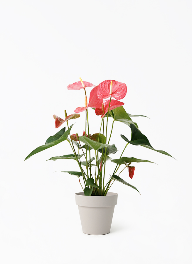 観葉植物 アンスリウム 5号 ピンク プラスチック鉢 | 観葉植物なら