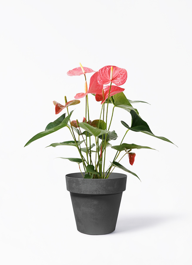 観葉植物 アンスリウム 5号 ピンク プラスチック鉢 | 観葉植物なら