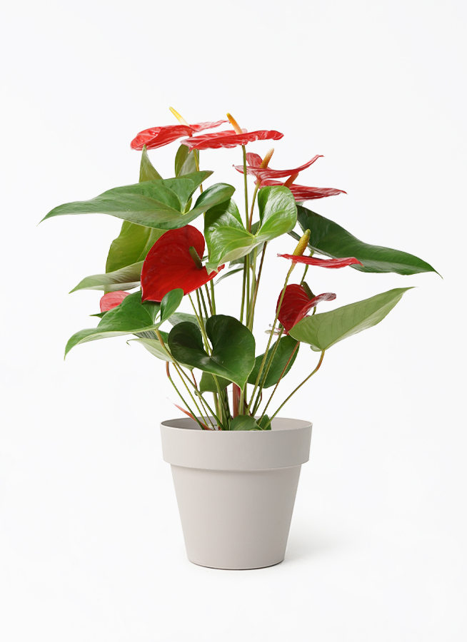 観葉植物 アンスリウム 5号 レッド ベラ ピンクパープル 付き | 観葉