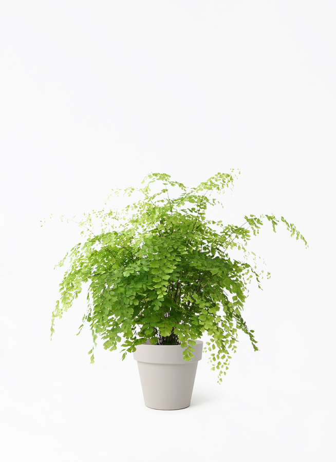 観葉植物 アジアンタム 5号 インティ M 濃グレイ 付き | 観葉植物なら