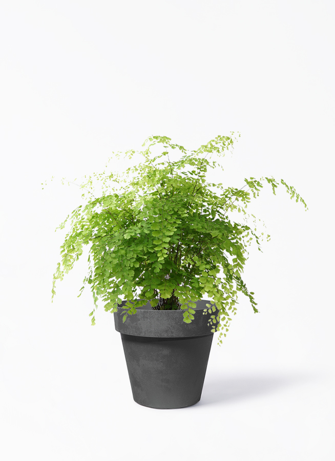 観葉植物 アジアンタム 5号 インティ M 濃グレイ 付き | 観葉植物なら
