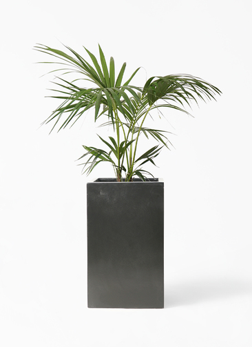 howea-forsteriana-59_1.jpg?