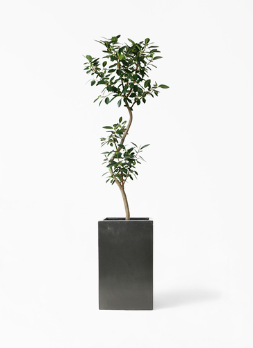 フランスゴム　リビングサイズ　高さ125cm 8号 観葉植物 フランスゴムの木 8号 曲り セドナロング 墨 付き | 観葉植物