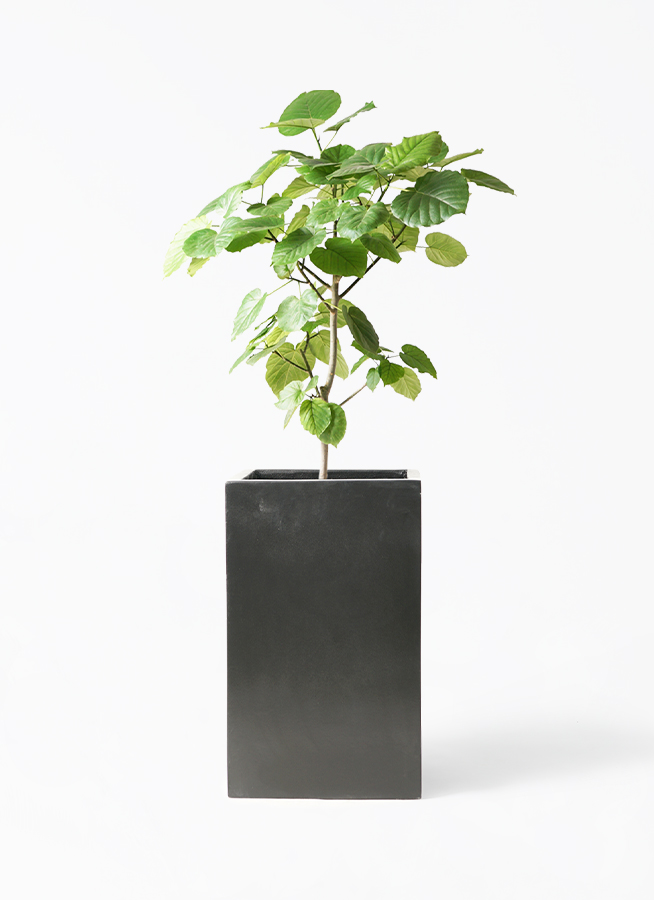 観葉植物 フィカス ウンベラータ 8号 ノーマル セドナロング 墨