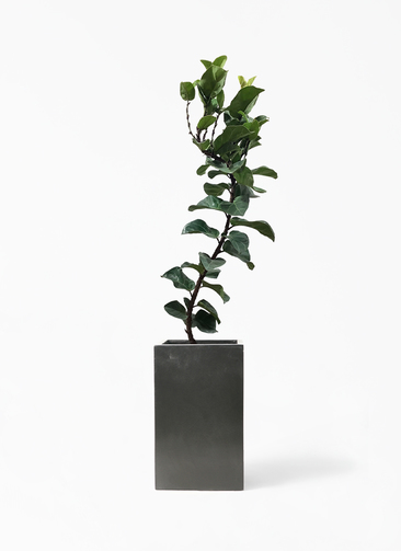 観葉植物 カシワバゴムの木 バンビーノ 8号 曲がり セドナロング 墨