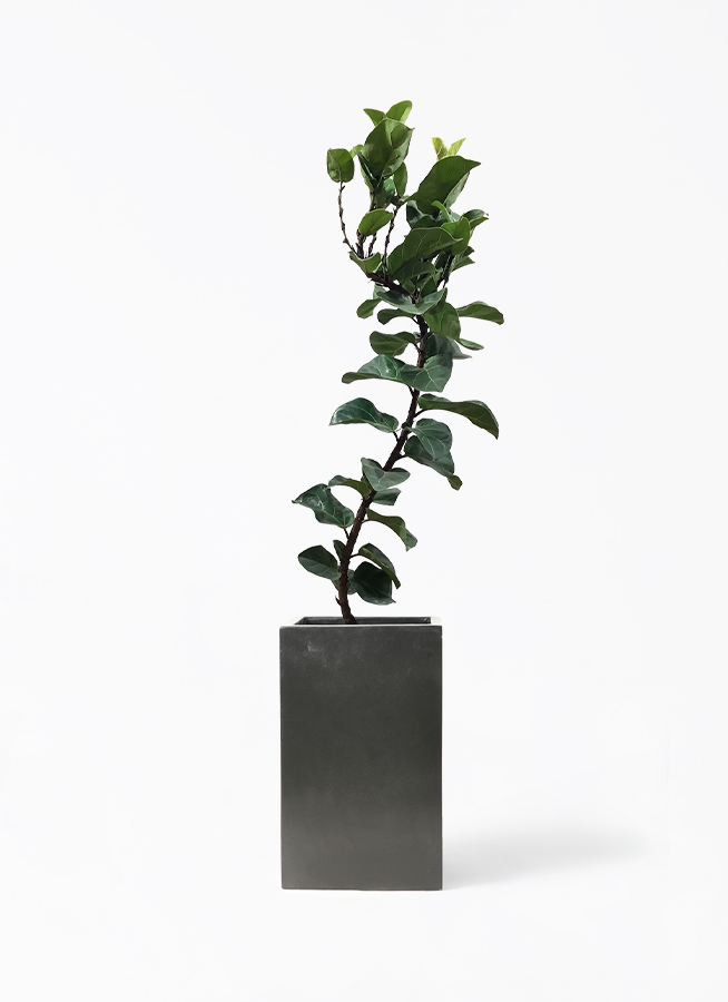 観葉植物 カシワバゴムの木 バンビーノ 8号 曲がり セドナロング 墨