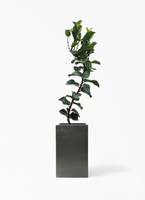 観葉植物 カシワバゴムの木 バンビーノ 8号 曲がり セドナロング 墨