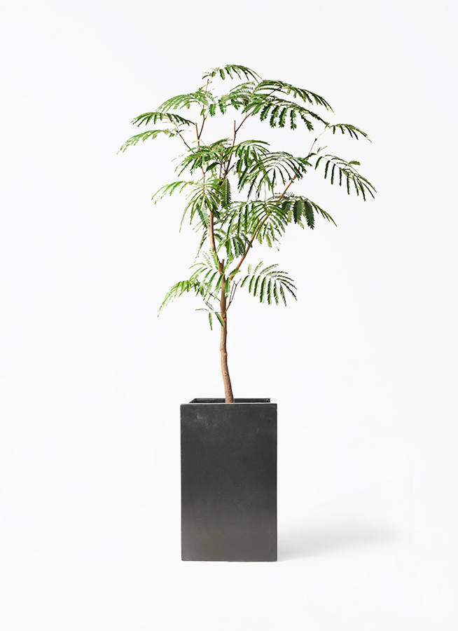 え*ん様 エバーフレッシュ　観葉植物　8号　約125センチ 2 観葉植物 エバーフレッシュ 8号 ボサ造り セドナロング 墨 付き