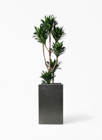 dracaena-compacta-22_1.jpg?