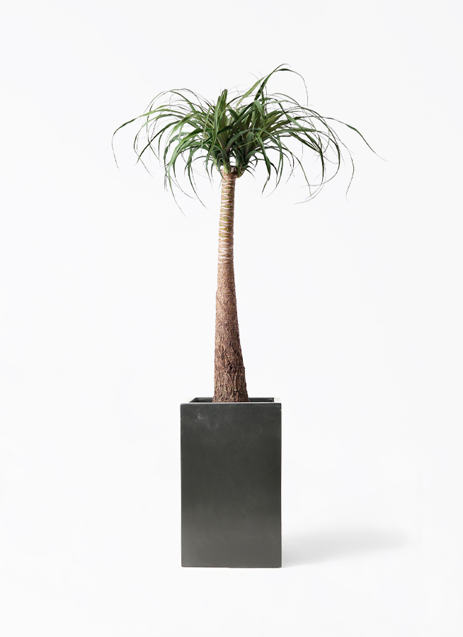 観葉植物 トックリラン ポニーテール 8号 セドナロング 墨 付き | 観葉