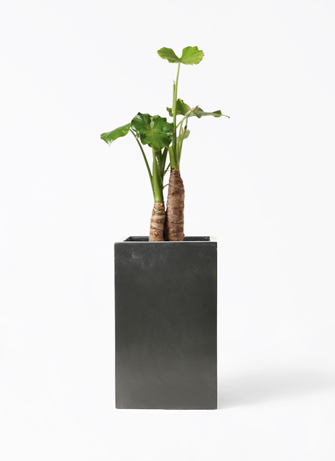 Amazon.co.jp: 【charm】（観葉植物）シマクワズイモ 和風陶器