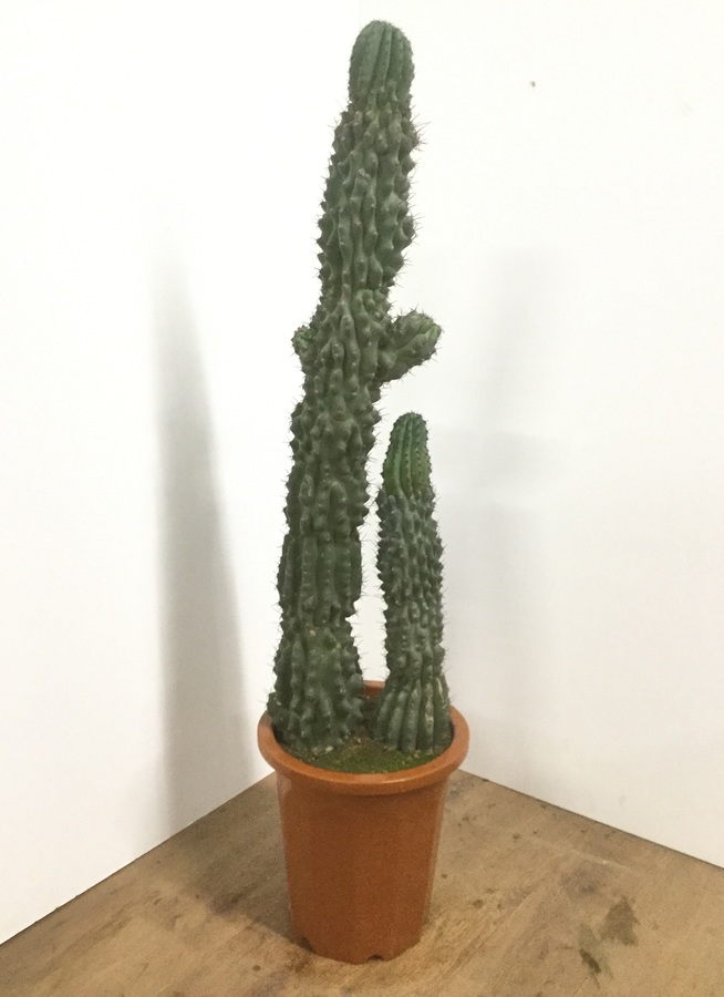 観葉植物 130cm サボテン 岩石柱 10号 観葉植物ならhitohana ひとはな