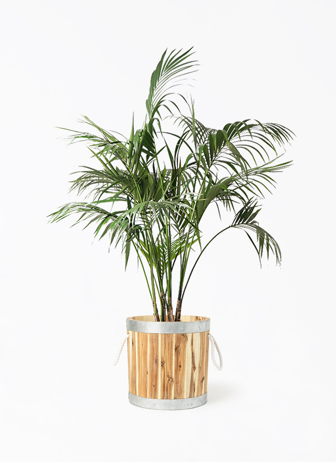 ケンチャヤシ 10号 | 観葉植物の通販ならHitoHana（ひとはな）