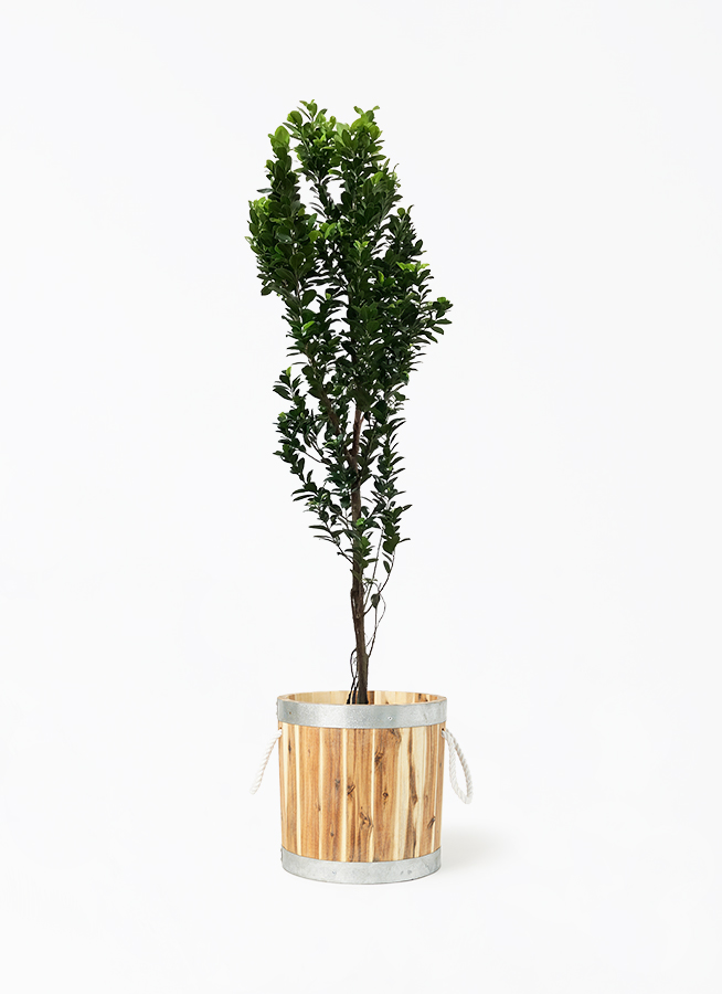 ガジュマル 10号 | 観葉植物 | 送料無料でお届け - Hitohana ガジュマル 10号 | 観葉植物 | 送料無料でお届け - Hitohana