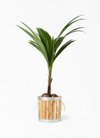 ココヤシ。観葉植物。鉢ごと無料で発送致します。 1.jpg?1529324352
