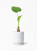 観葉植物 アロカシア 4号 オドラ（クワズイモ） ピエドロベージュ M