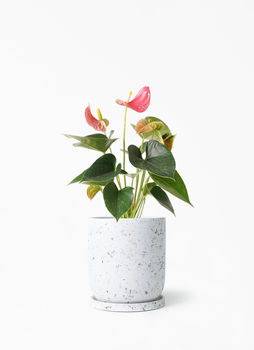 anthurium-1276_1.jpg?1678082606