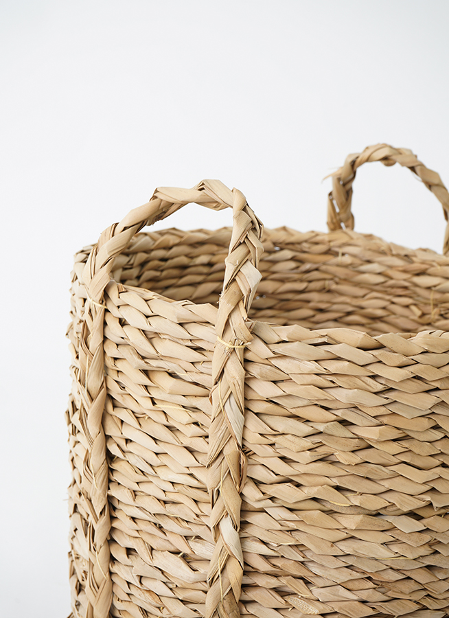 観葉植物 ガジュマル 8号 パンダ LushBasket (ラッシュバスケット