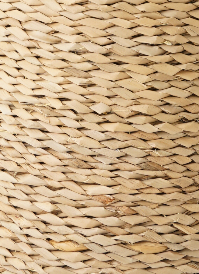 観葉植物 ガジュマル 8号 パンダ LushBasket (ラッシュバスケット