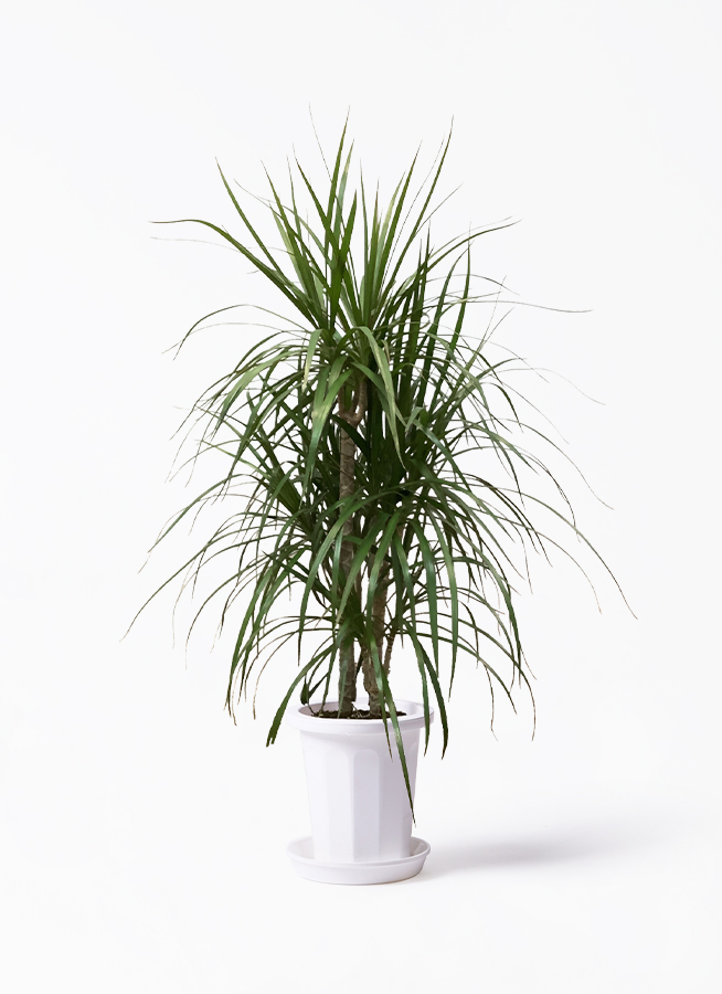 観葉植物 ドラセナ コンシンネ 8号 寄せ プロスパー トゥーボ パイン