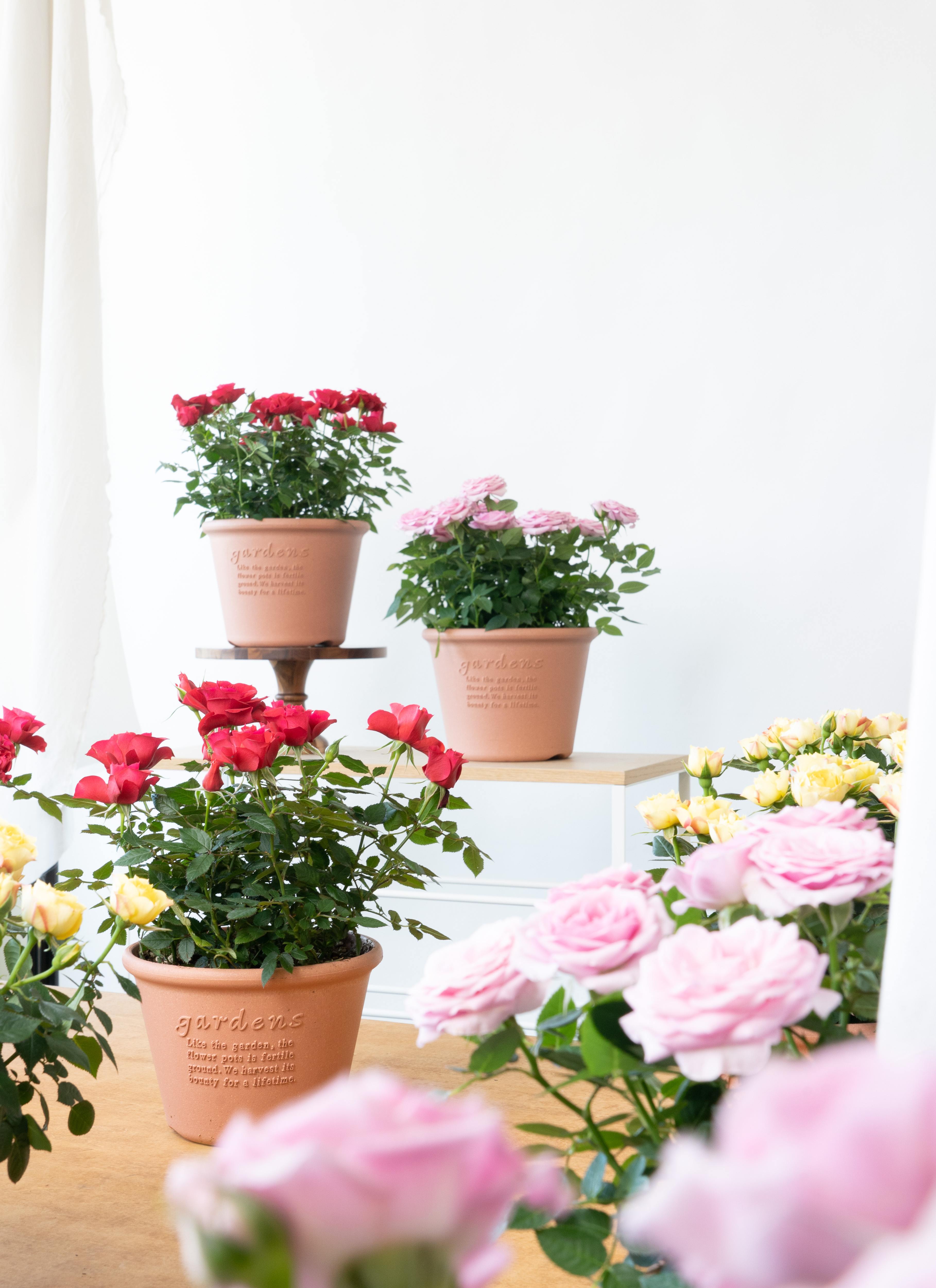 完売！バラ&少女 置物 バラ苗 新苗育成苗 18cmポット 花千鳥 : Apple Roses - 通販