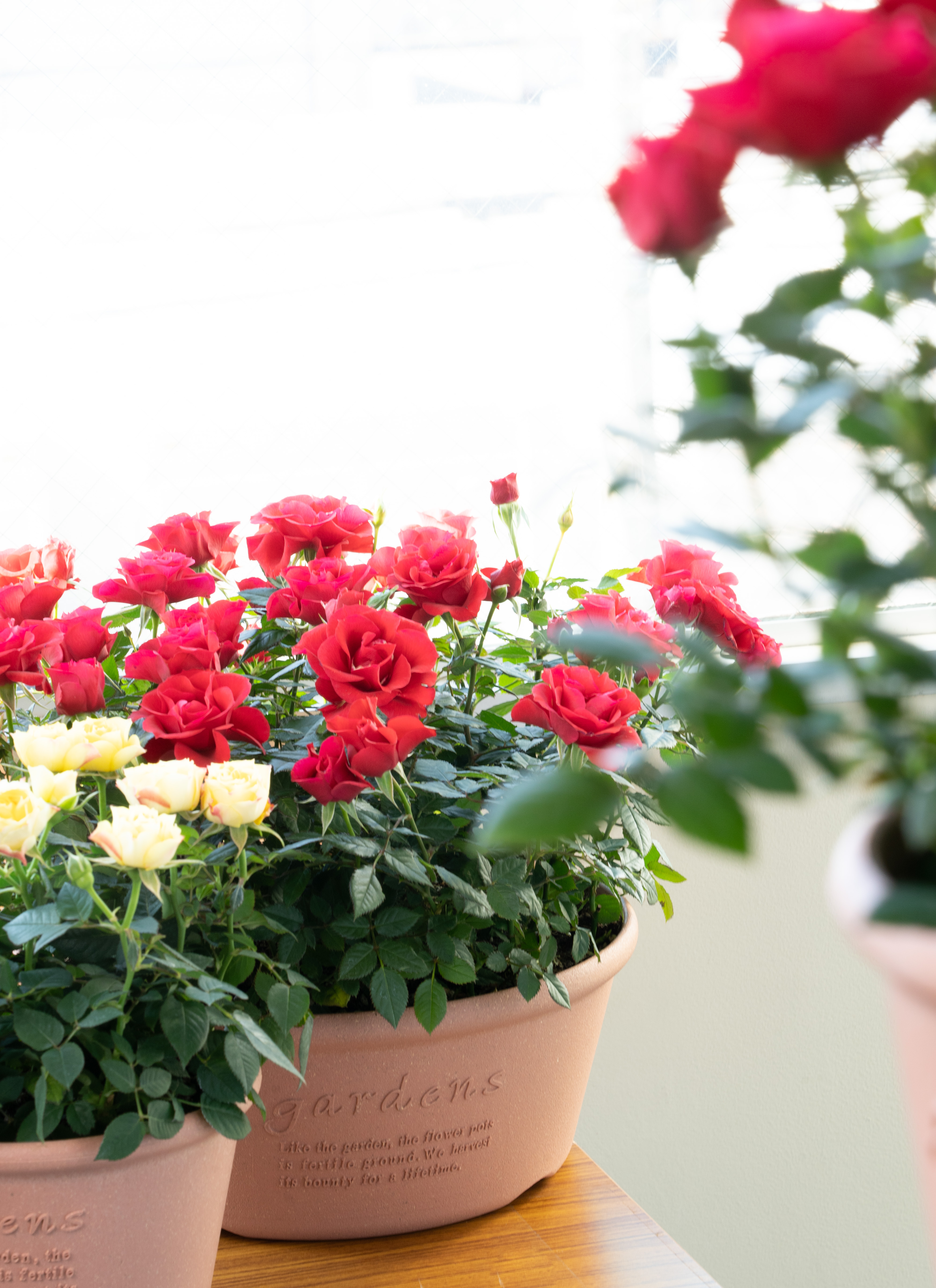 【未使用品】赤本7万円分‼️バラ売り可‼️ 生花】バラ サムライ08【赤/60cm/愛知県】｜Flower Smith Market