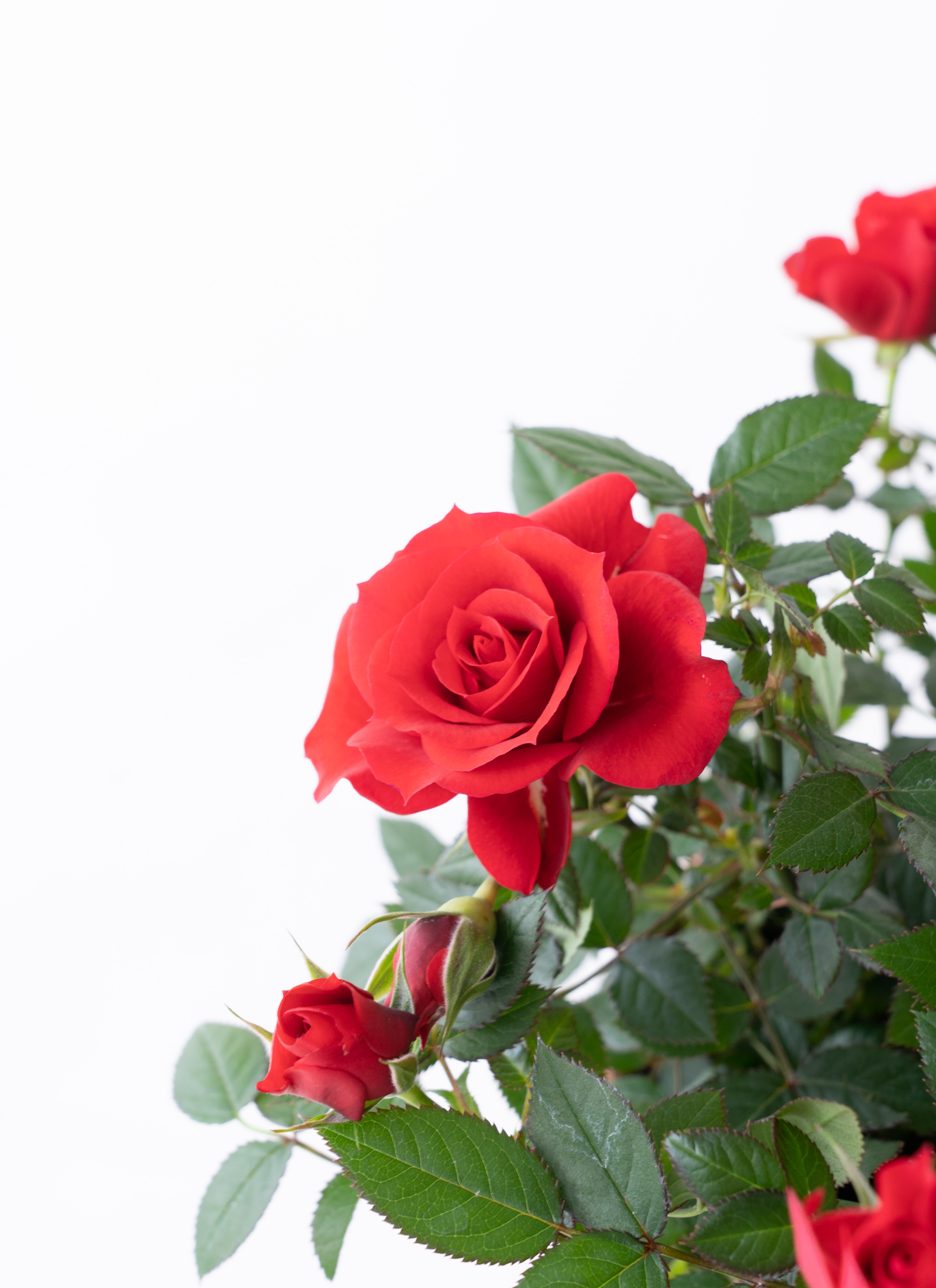 【未使用品】赤本7万円分‼️バラ売り可‼️ 生花】バラ サムライ08【赤/60cm/愛知県】｜Flower Smith Market