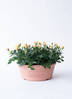 ミニバラの鉢植え | お花の通販HitoHana（ひとはな）