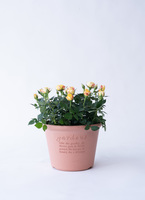 ds-centralrose-minibara-5_9901