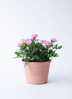 ds-centralrose-minibara-6_9901