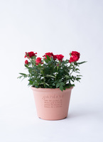 中国　花図　鉢 ds-centralrose-minibara-4_9901