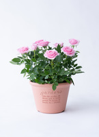 ds-centralrose-minibara-3_9901