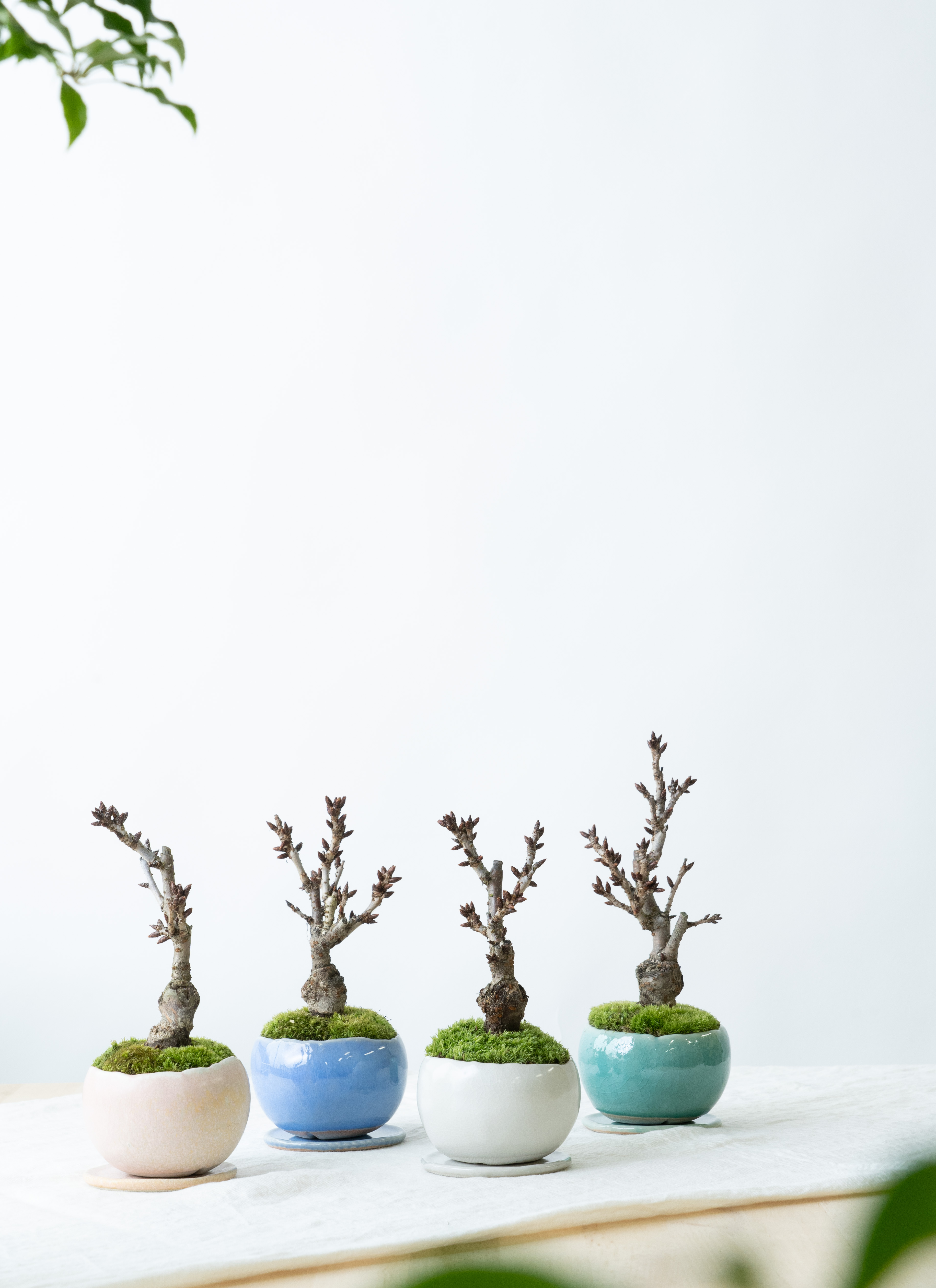 産地直送 旭山桜 2Lサイズ 鉢色 白／山形 石木花からお届け | 盆栽なら