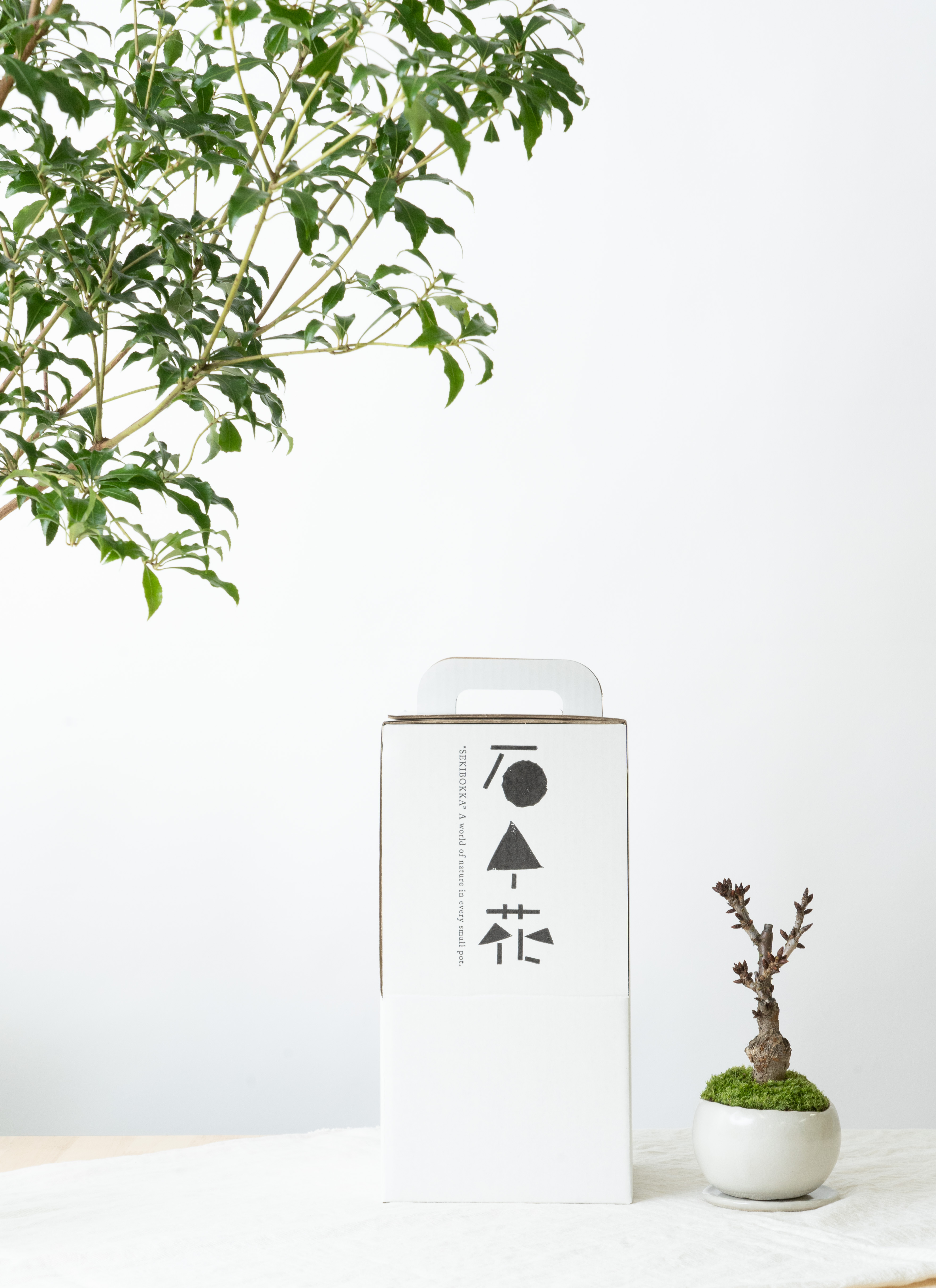 1428 盆栽　盆栽鉢　植木鉢　景石 4EAB7722-01B6-40C6-98D4-