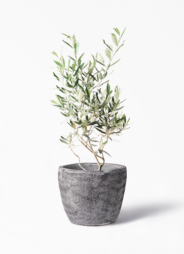 観葉植物 オリーブの木 6号 チプレッシーノ アビスソニア ミドル 灰