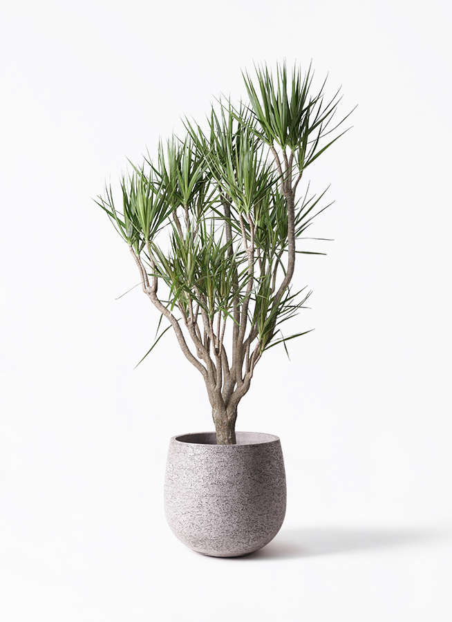 ドラセナ シナバリ 1鉢 ドラセナ シナバリ | GREEN LUCK