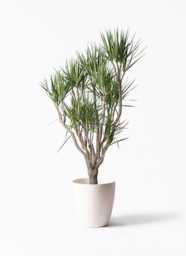 dracaena-concinna-ippon-14_1.