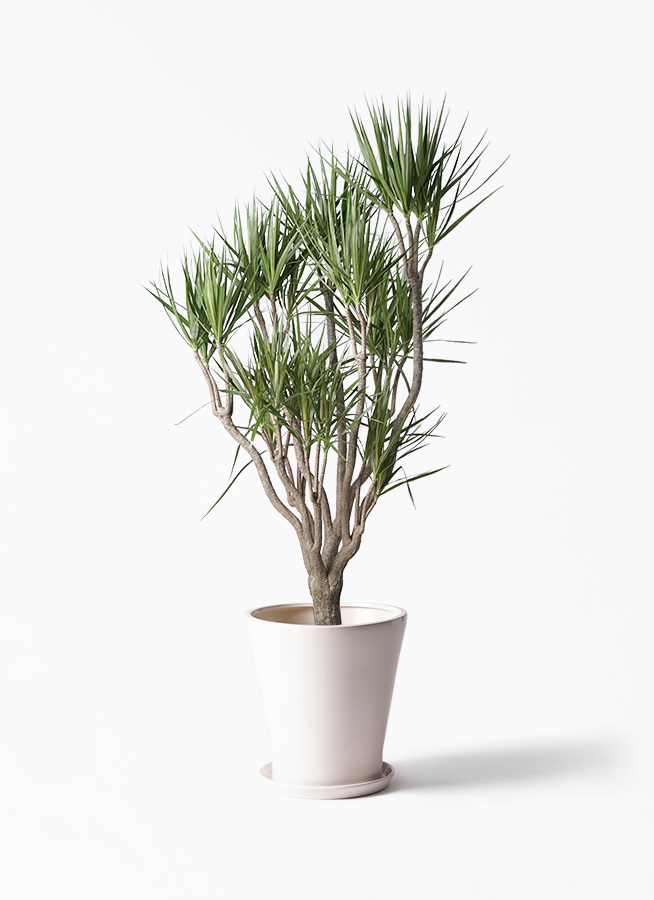 観葉植物 ドラセナ コンシンネ 10号 一本立ち 竹バスケット 付き