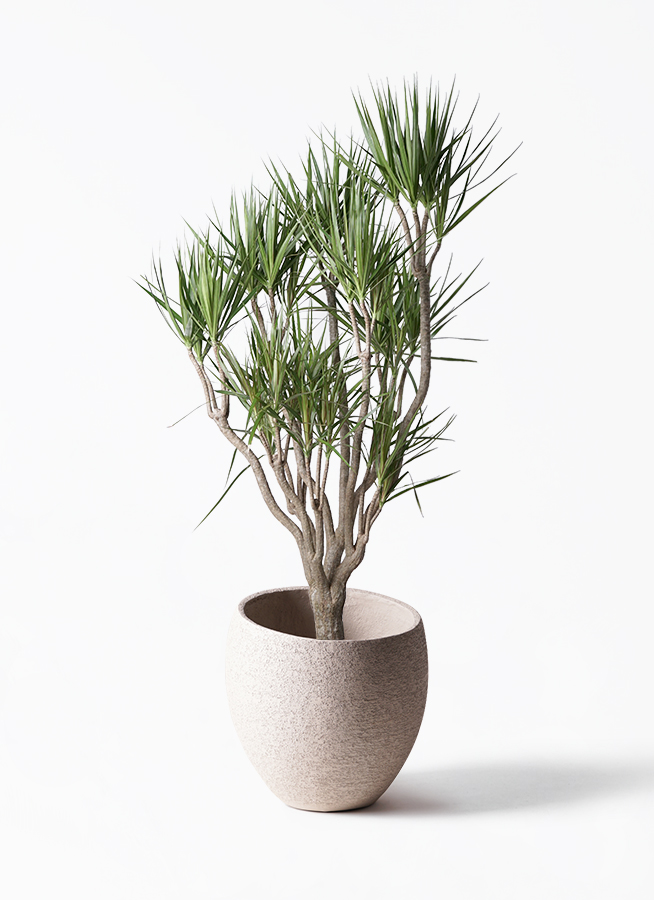 観葉植物 ドラセナ コンシンネ 10号 一本立ち アンワール カーフ