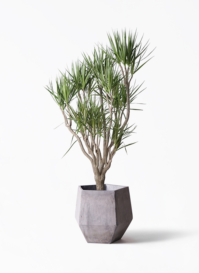 観葉植物 ドラセナ コンシンネ 10号 一本立ち ラスターポット 付き