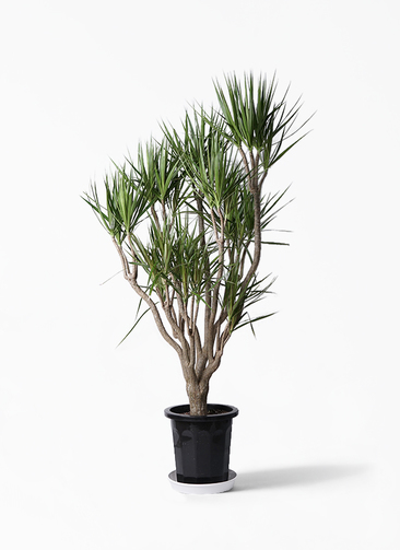 観葉植物 ドラセナ コンシンネ 10号 一本立ち プラスチック鉢 | 観葉