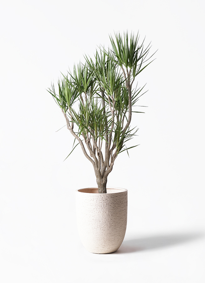 観葉植物 ドラセナ コンシンネ 10号 一本立ち リブバスケット