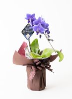 bluegene-1_9901.jpg?1679634950