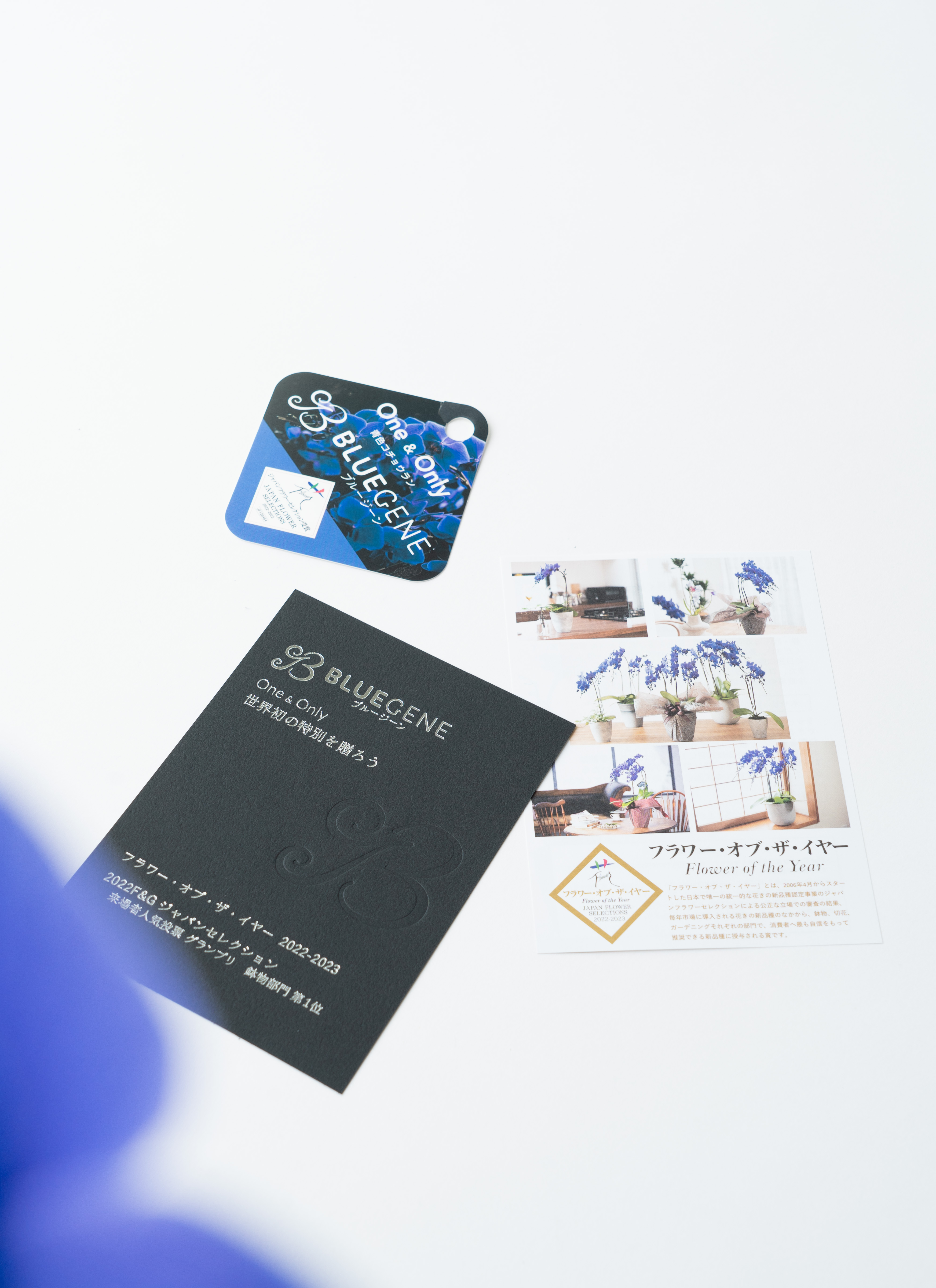 ミディ胡蝶蘭 Blue Gene(ブルージーン)1本立ち | 胡蝶蘭ならHitoHana ミディ胡蝶蘭 Blue Gene(ブルージーン)1本立ち | 胡蝶蘭ならHitoHana