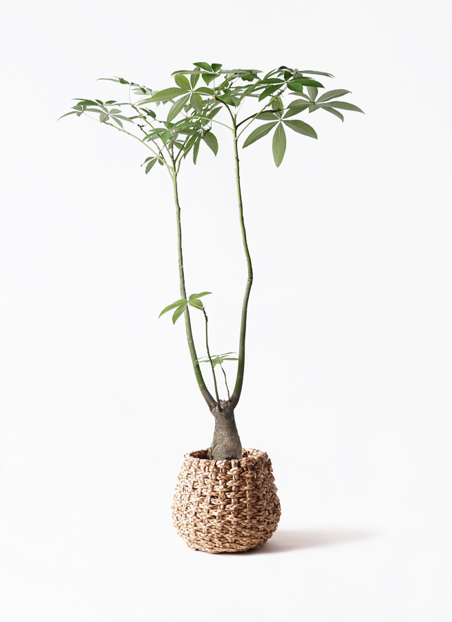パキラパラソル　大型株 観葉植物 パキラ 8号 パラソル プラスチック鉢 | 観葉植物ならHitoHana