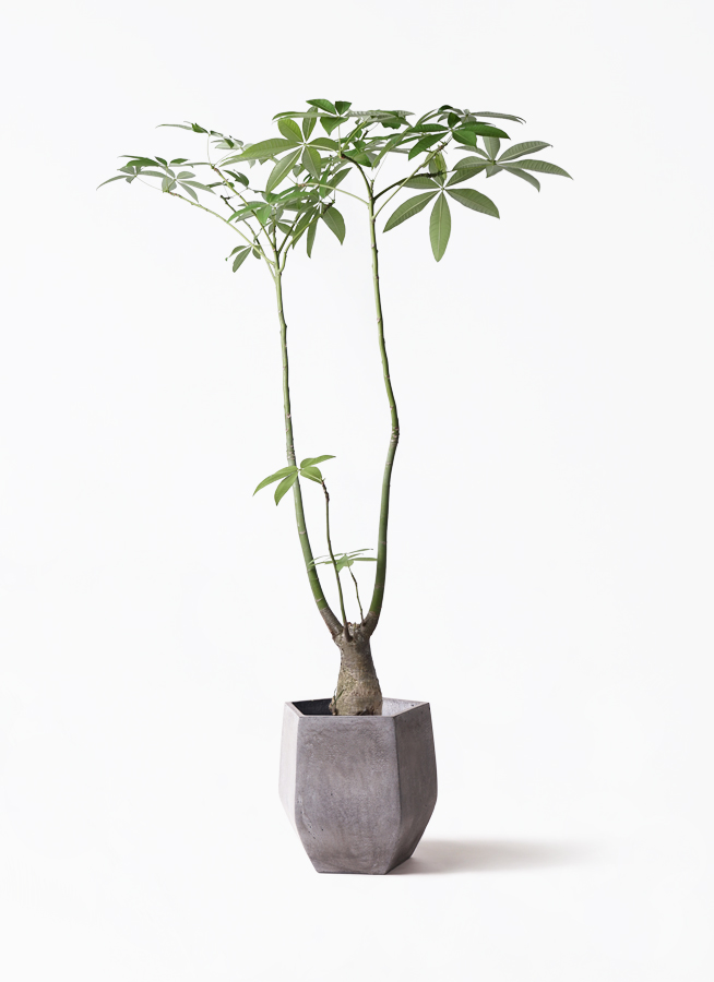 観葉植物 パキラ 8号 パラソル リブバスケットNatural 付き | 観葉植物