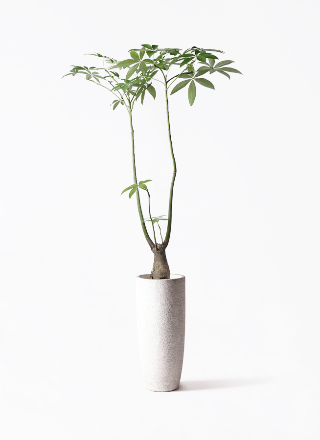 パキラ パラソル | 観葉植物の通販ならHitoHana（ひとはな）