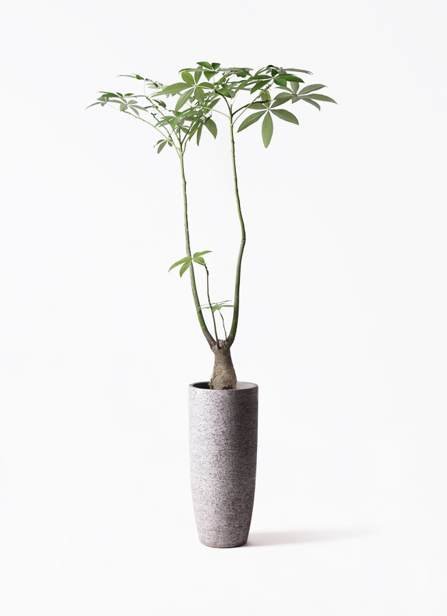 観葉植物 パキラ 8号 パラソル エコストーントールタイプ white 付き