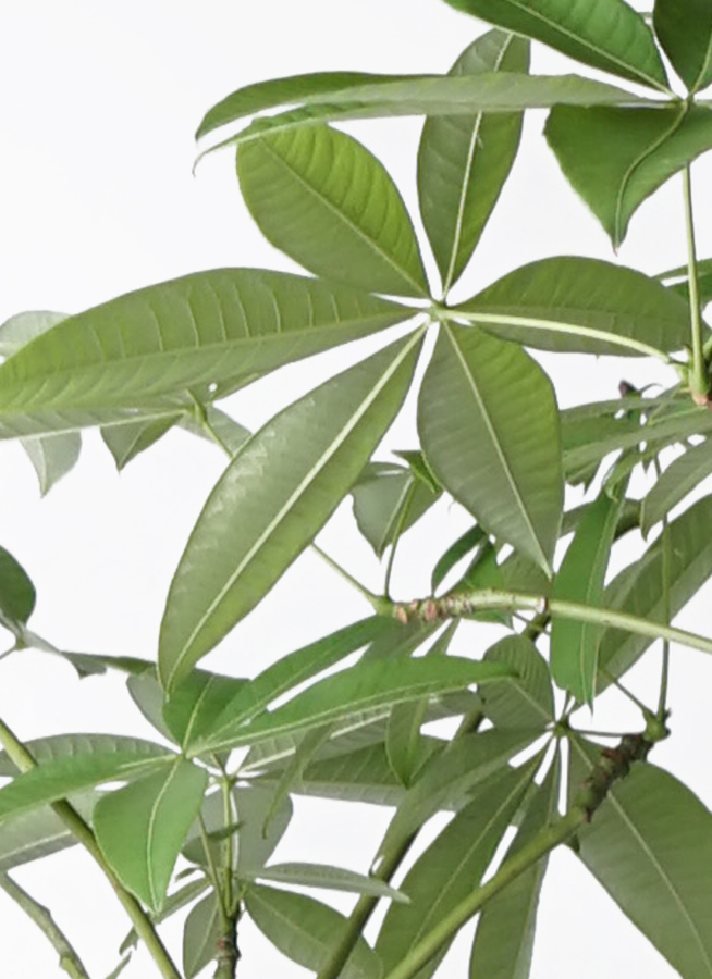 観葉植物 パキラ 8号 パラソル プラスチック鉢 | 観葉植物ならHitoHana